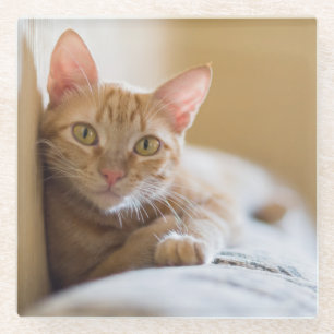 Kitten Lying On The Couch Glass Coaster