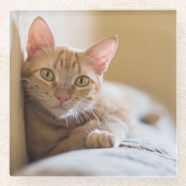 Kitten Lying On The Couch Glass Coaster (Front)