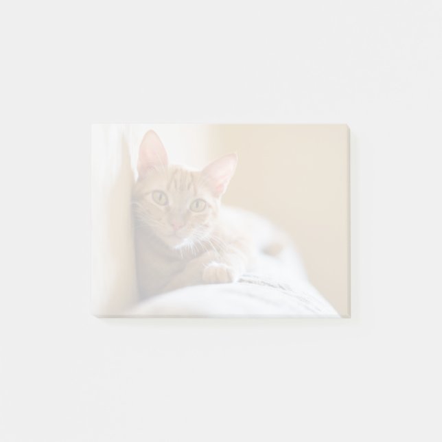 Kitten Lying On The Couch Post-it Notes (Front)