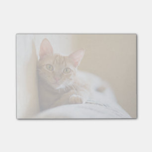 Kitten Lying On The Couch Post-it Notes