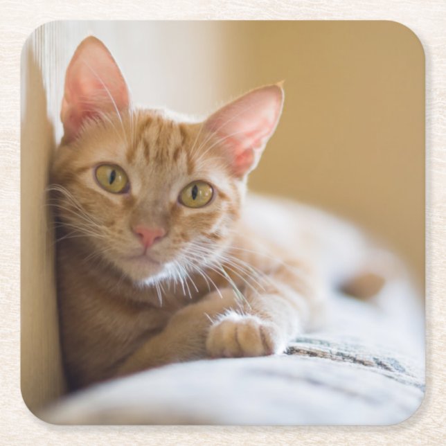 Kitten Lying On The Couch Square Paper Coaster (Front)
