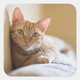 Kitten Lying On The Couch Square Sticker
