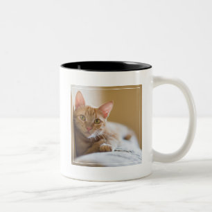 Kitten Lying On The Couch Two-Tone Coffee Mug