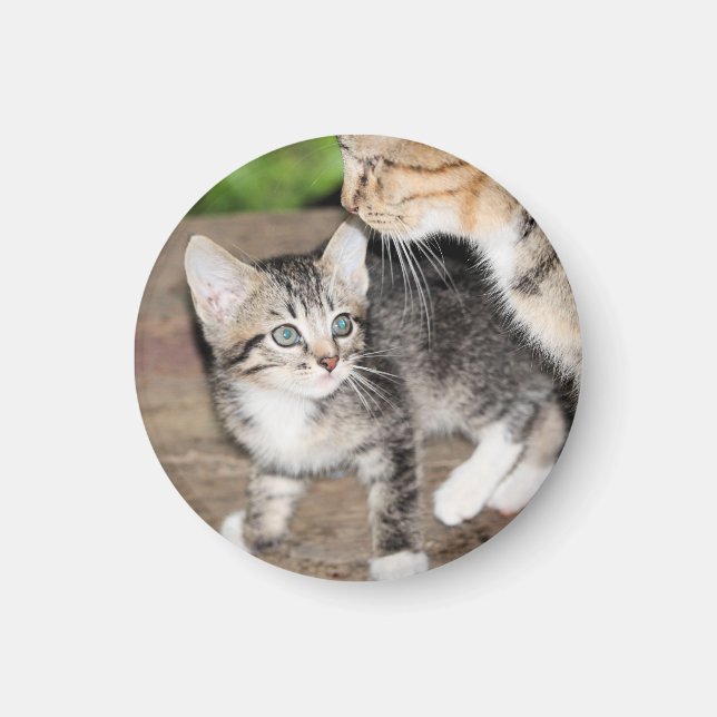 Kitten Magnet (Front)