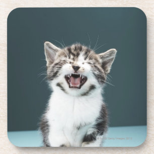 Kitten meowing coaster
