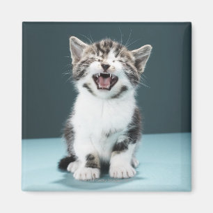 Kitten meowing magnet