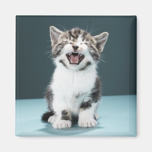 Kitten meowing magnet (Front)