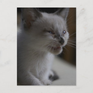 Kitten Meowing Postcard