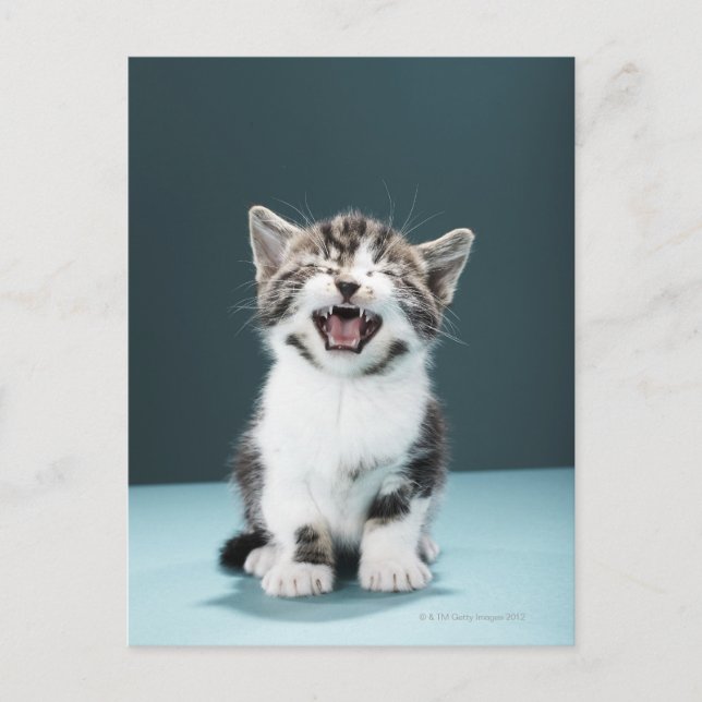 Kitten meowing postcard (Front)