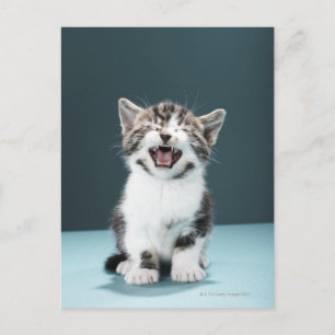 Kitten meowing postcard