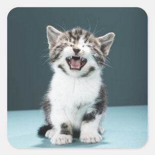 Kitten meowing square sticker