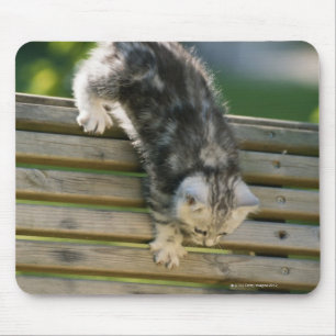 Kitten moving down on bench mouse mat