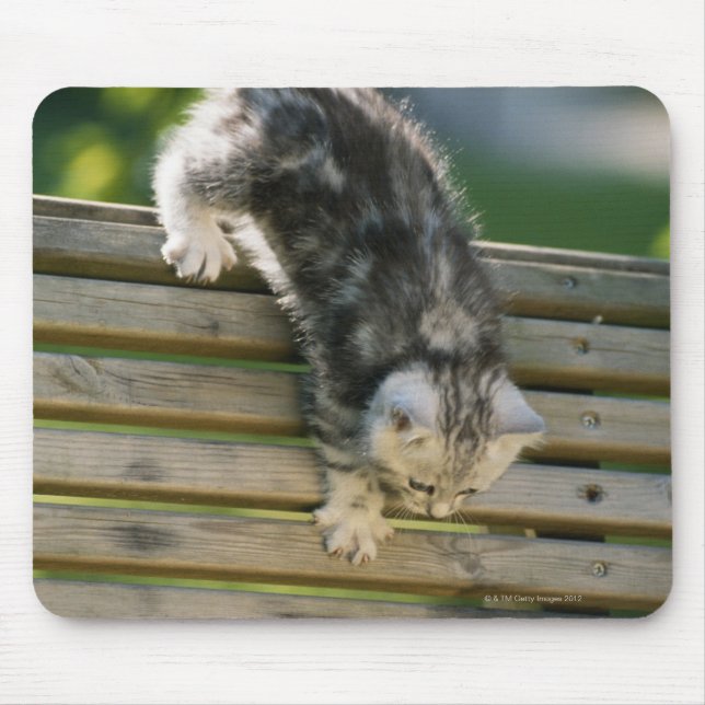 Kitten moving down on bench mouse mat (Front)