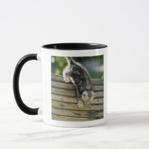 Kitten moving down on bench mug