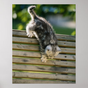 Kitten moving down on bench poster