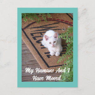 Kitten Moving Postcard