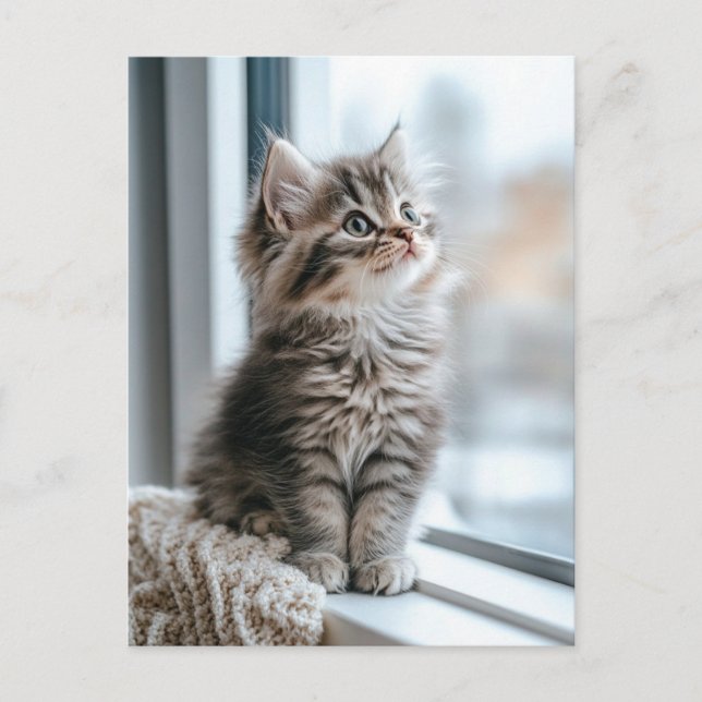 Kitten near the window holiday postcard (Front)