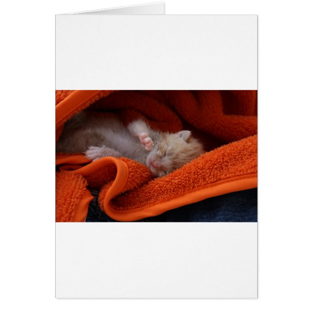 Kitten Newborn- Fully Customisable (Front)