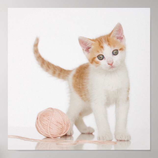 Kitten Next To Ball Of String Poster (Front)