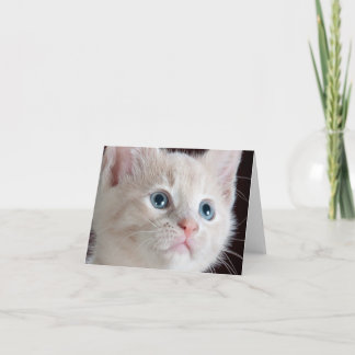 Kitten Note Card