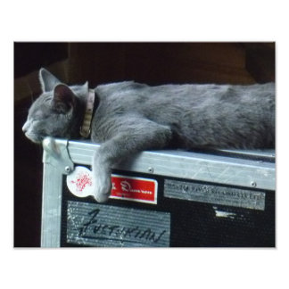 Kitten on a Road Case Photo Print