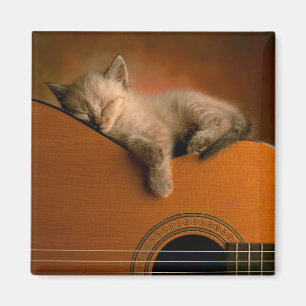 kitten-on-guitar magnet