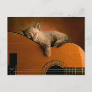 kitten-on-guitar postcard