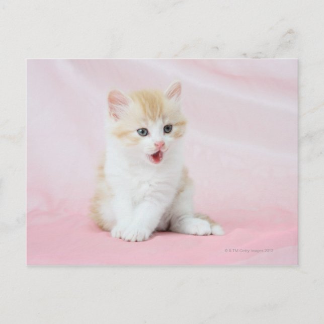 Kitten on Pink Background Postcard (Front)