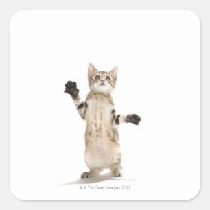 Kitten on white background square sticker