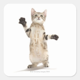 Kitten on White Background Square Sticker
