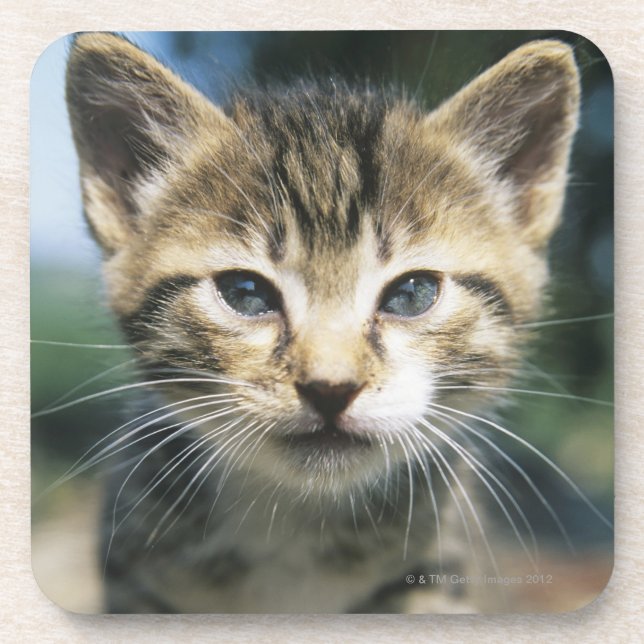 Kitten outdoors coaster (Front)