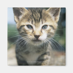Kitten outdoors magnet