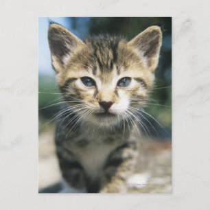 Kitten outdoors postcard