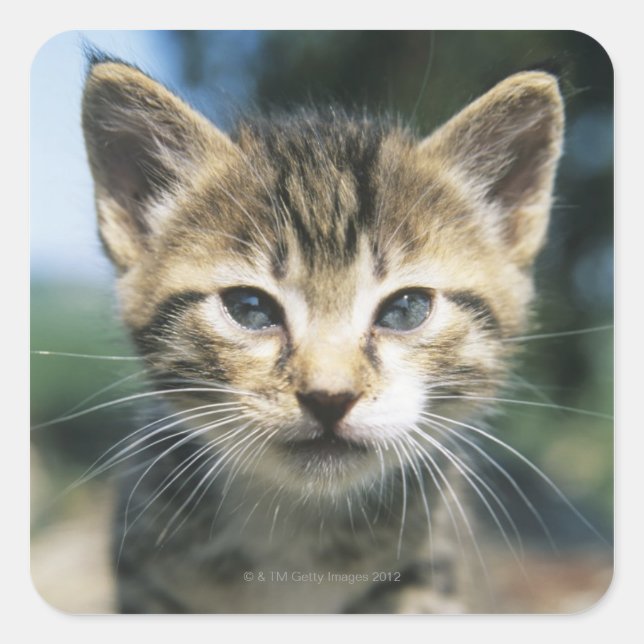 Kitten outdoors square sticker (Front)