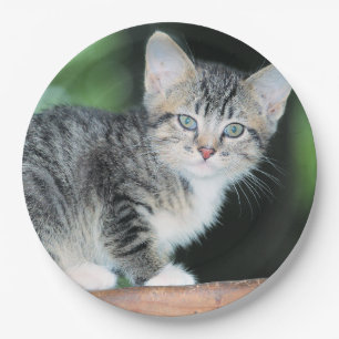 Kitten Paper Plate