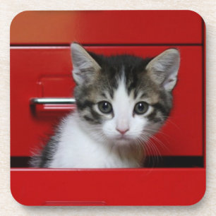 Kitten Peeking Coaster