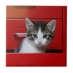 Kitten Peeking Tile