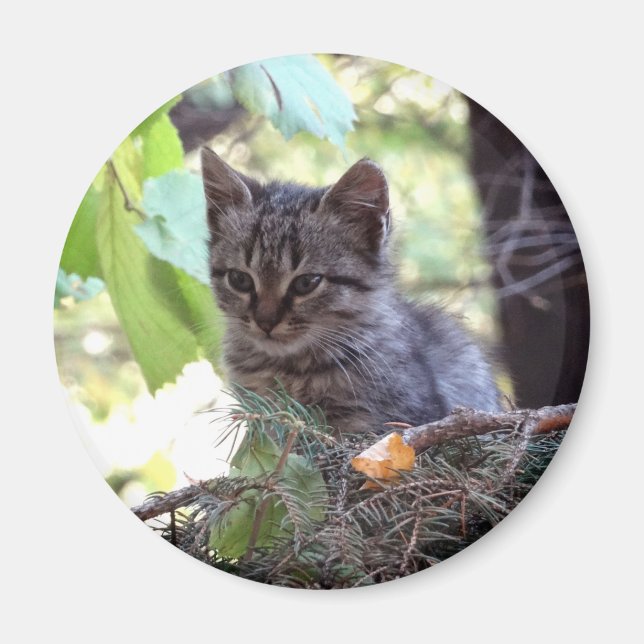 Kitten Photo Baby Cat Round Magnet (Front)