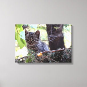Kitten Photo Baby Cat Single Print