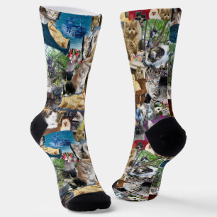 Kitten Photo Collarge, Socks