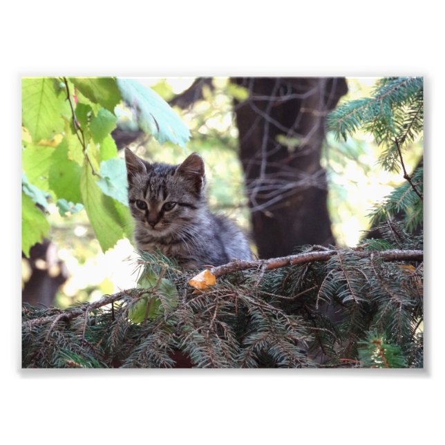 Kitten Photo  Kodak Professional Photo (Front)