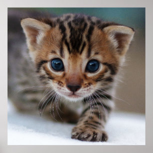 KITTEN PHOTOGRAPHIC POSTER