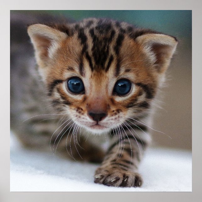 KITTEN PHOTOGRAPHIC POSTER (Front)