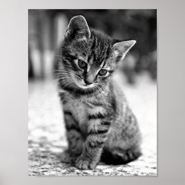 KITTEN PHOTOGRAPHIC POSTER (Front)