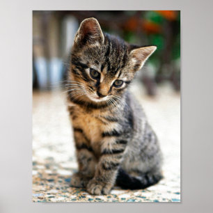 KITTEN PHOTOGRAPHIC POSTER IN COLOUR