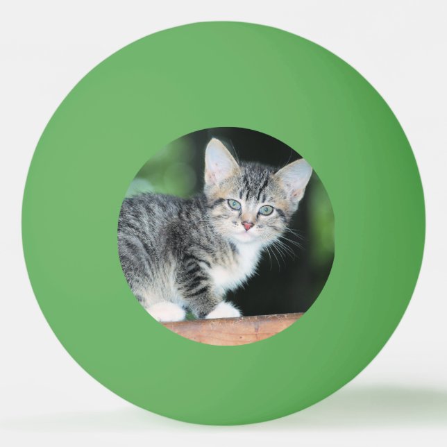 Kitten Ping Pong Ball (Front)