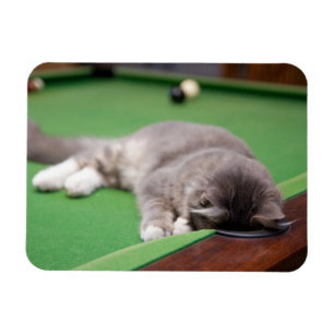 Kitten Playing Pool Magnet