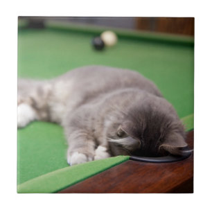 Kitten Playing Pool Tile