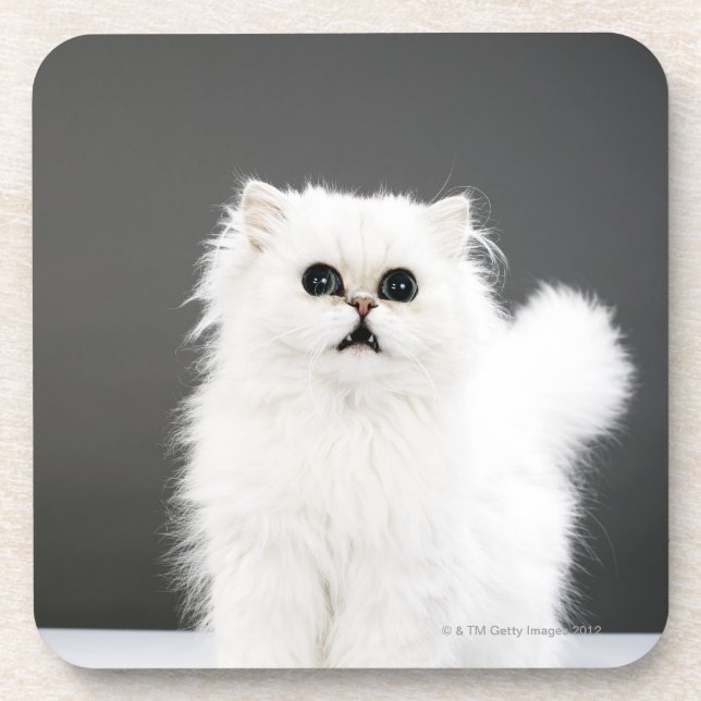 Kitten Portrait Coaster (Front)