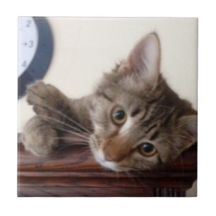 Kitten Portrait Tile